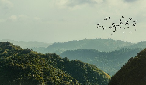 Foressa Philippines Foressa Philippines